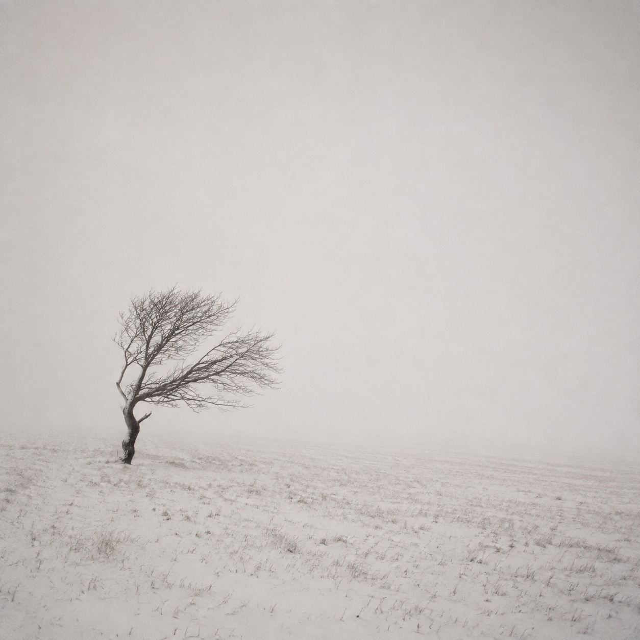 A lone tree in a white winter field